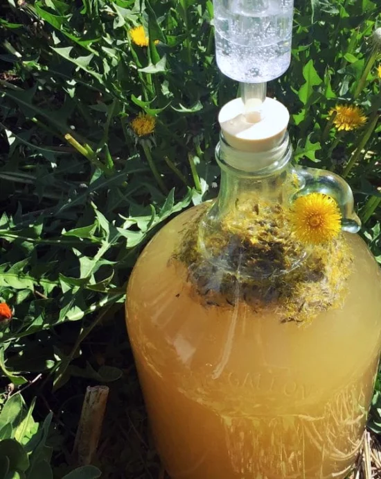 miód z mniszkiem lekarskim