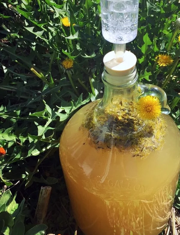 miód z mniszkiem lekarskim